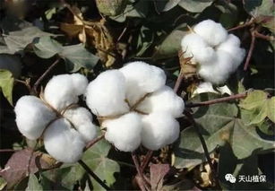 棉花生长发育的环境条件与栽培管理要点